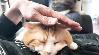 Pet this kæty