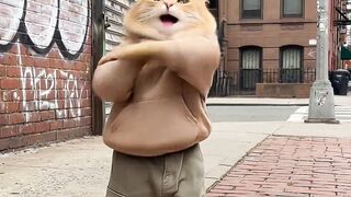 Cat Dance Challenge Funny Dancing Cat Goes Viral!  #CatDance #FunnyCats