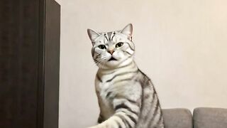 Viral Cat Dance That Broke the Internet