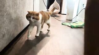 The walk
