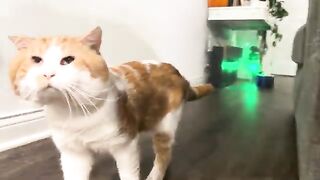 Adam the innocent