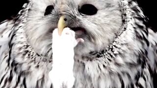 Some Unknown Fact About Owl And Lemur #wildlife #animals #owl #lemur