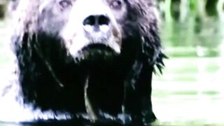 Some Unknown Fact About The Grizzly Bear #animals #unknownfact #grizzlybear