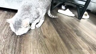 CATS  LOVE 4