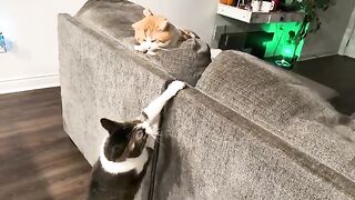 Why  CATS