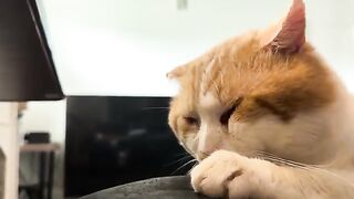 CATS  LIFE