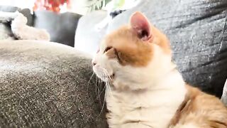 90% cat