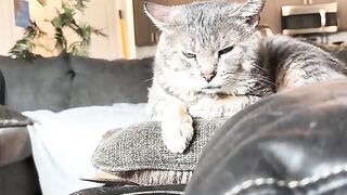 Sigh CATS