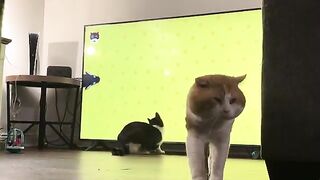 Why the tv is on the ground