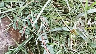 Rumput yang sangat indah