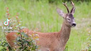 Beautiful Real Animals