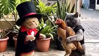 Kucing Sulap Ayam Kocak Banget