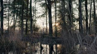 Nature 309