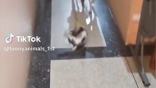 Funy animals 3