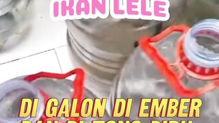 Budidaya lele digalon diember di tong biru SADARLAH