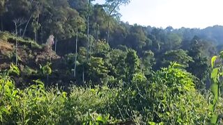 life in the morning in the middle of the forest