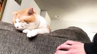 Poke CATS