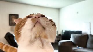 Face  CATS