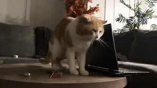 Run CATS