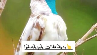 Allah Allah জিকির