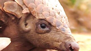 The wild ones are beautiful in the forest #wildlife #pangolin #penguin #lion #animals