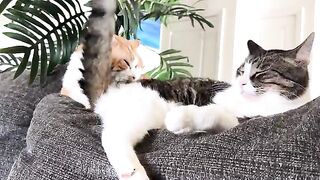 Daws  CATS