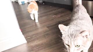 Orange and round