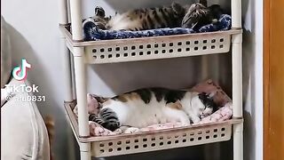 Funy cat 20