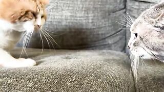 Moo  CATS