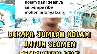 Berapa jumlah kolam untuk usaha pembibitan lele❓