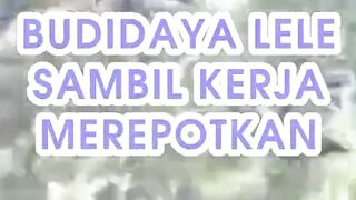 Budidaya lele sambil kerja MEREPOTKAN
