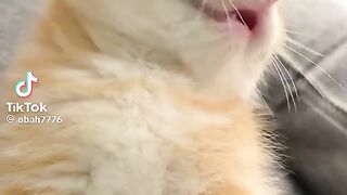 So Cute Kitten 8