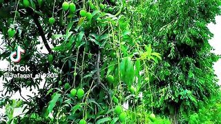Real Mango Trees