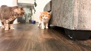 Poor TK running out of mürs