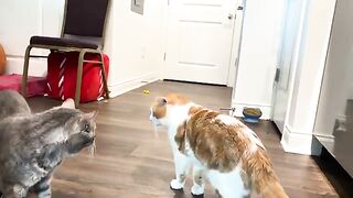 CATS  LOVE 5