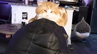 Takes a pet
