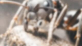 Why Ants Are Stronger Than Humans (Relative to Size)