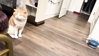 Not enough pets
