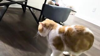 Booshnib