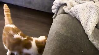 I like that he enjoys an aggressive pets