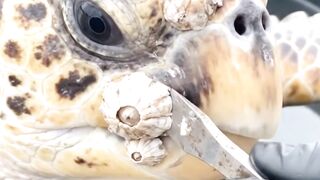 Saving A Sea Turtle Covered In Painful Barnacles