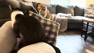 LOVE CATS 3