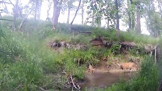 Frisky Fawns 02.mp4.2026