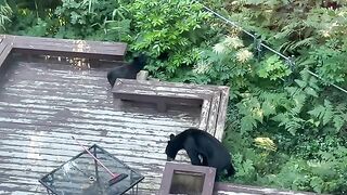 Frisky Fawns.mp4.2026