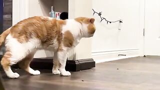Meawrs