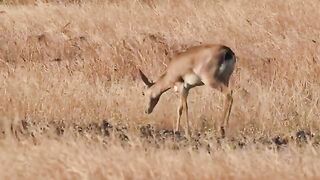 In The Land of Chinkara.mp4.2026