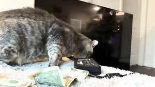 Hungry cat 6