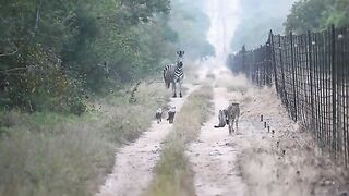 Cheetah Mom Fiercely Defends.mp4.2026