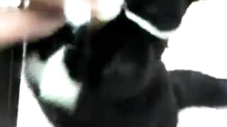 Funny Dogs and Funny Cats #cat #dog #funnydogs #funnycats #cutedogs #cute #cutecats 3