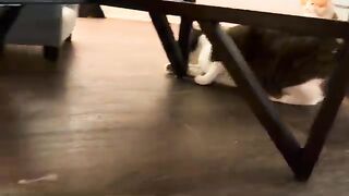 Playful a the TK